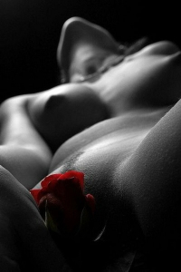 Rose of Pleasure